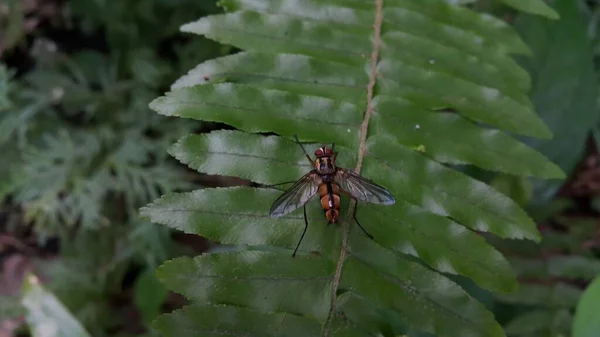 Dexiosoma Caninum Gatunek Muchówki Rodziny Rączycowatych Tachinidae Zjednoczonym Królestwie Gatunki — Zdjęcie stockowe