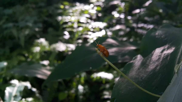 Red Pumpkin Beetle Aulacophora Foveicollis Adult Almost Rectangular Shiny Orangey — Stock Photo, Image