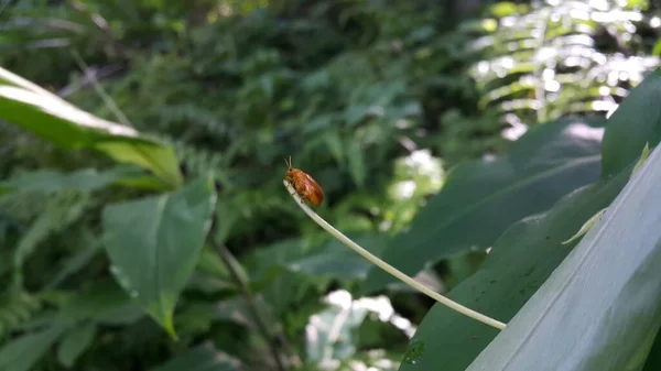 Roter Kürbiskäfer Aulacophora Foveicollis Der Ausgewachsene Käfer Ist Fast Rechteckig — Stockfoto