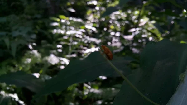 红南瓜甲虫 Aulacophora Foveicollis 成虫几乎是长方形 闪闪发光 橙红色 在森林里拍摄的南瓜甲虫照片 — 图库照片