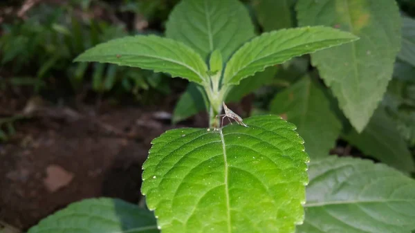 Orientalische Laubheuschrecke Acrida Cinerea Auf Einer Grünen Pflanze Foto Der — Stockfoto