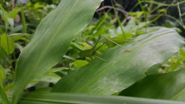 Phaneroptera falcata çekirgesi (mecopoda nipponensis) yeşil bir bitki yaprağına tünemektedir. Dağda fotoğraf çekimi. Çekirgeler yapraklar gibi yeşildirler..