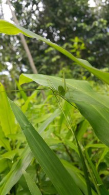 Phaneroptera falcata çekirgesi (mecopoda nipponensis) yeşil bir bitki yaprağına tünemektedir. Dağda fotoğraf çekimi. Çekirgeler yapraklar gibi yeşildirler..