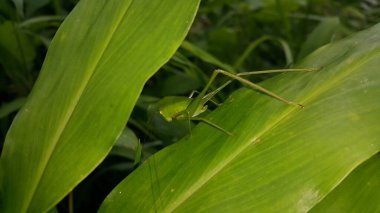 Phaneroptera falcata çekirgesi (mecopoda nipponensis) yeşil bir bitki yaprağına tünemektedir. Dağda fotoğraf çekimi. Çekirgeler yapraklar gibi yeşildirler..