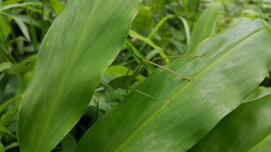 Phaneroptera falcata çekirgesi (mecopoda nipponensis) yeşil bir bitki yaprağına tünemektedir. Dağda fotoğraf çekimi. Çekirgeler yapraklar gibi yeşildirler..