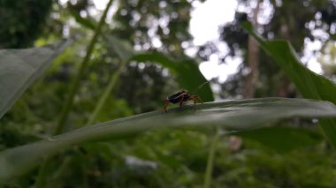 Raglius alboacuminatus, Rhyparochromidae familyasından bir tohum böceği türü. Afrika, Avrupa ve Kuzey Asya 'da (Çin hariç) ve Kuzey Amerika' da bulunur. Dağda vuruldu..