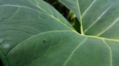 Taro yapraklarına tünemiş küçük örümcekler. Ormanda çekilmiş bir fotoğraf..