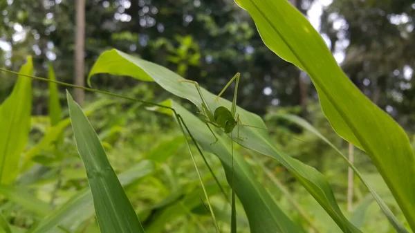 Phaneroptera Falcata Grasshopper Mecopoda Nipponensis Egy Zöld Növénylevélen Ücsörög Fénykép — Stock Fotó
