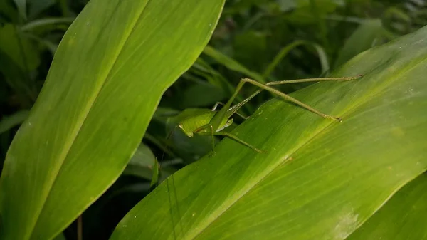 Phaneroptera Falcata Grasshopper Mecopoda Nipponensis Perches Green Plant Leaf Photo — Stock Photo, Image
