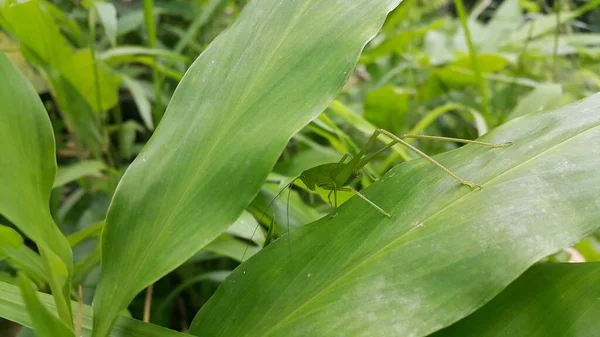 Phaneroptera Falcata Grasshopper Mecopoda Nipponensis Perches Green Plant Leaf Photo — Stock Photo, Image