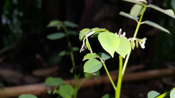 Winzige Schwarze Spinnen Die Sich Auf Pflanzenblättern Verstecken Fotoshooting Wald — Stockfoto