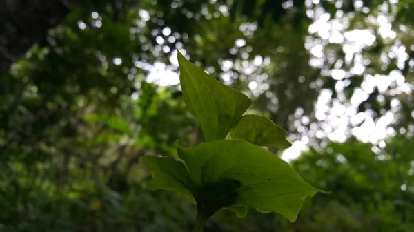 Getextureerde Plant Bladeren Achtergrond Foto Genomen Het Bos Mooi Behang — Stockfoto