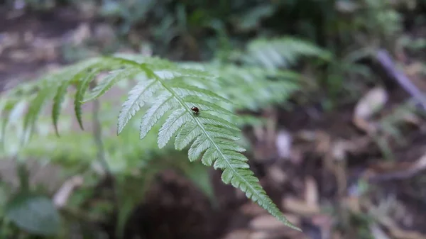 Μικρό Καφέ Σκαθάρι Φωλιάζει Φύλλα Φυτών Φωτογραφία Τραβηγμένη Στο Δάσος — Φωτογραφία Αρχείου