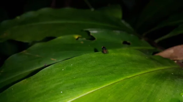 stock image Flies perch on green leaves. Photo shot in the forest.