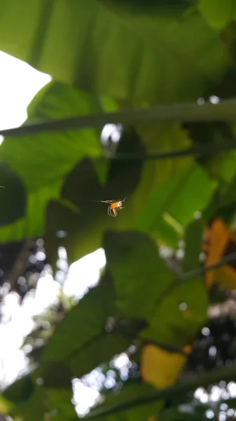 Eine Kleine Orangefarbene Spinne Thront Auf Seinem Netz Foto Wird — Stockfoto