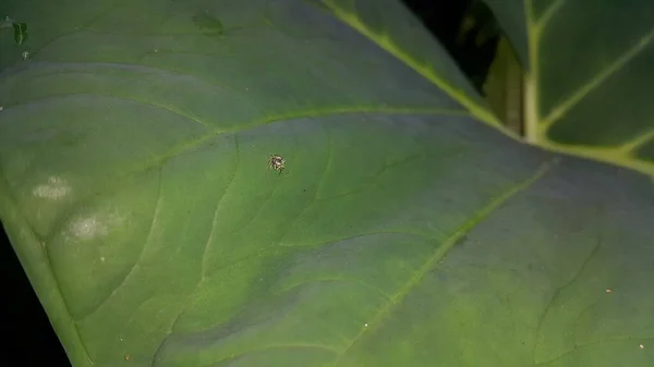Kleine Spinnen Taro Bladeren Foto Genomen Het Bos — Stockfoto