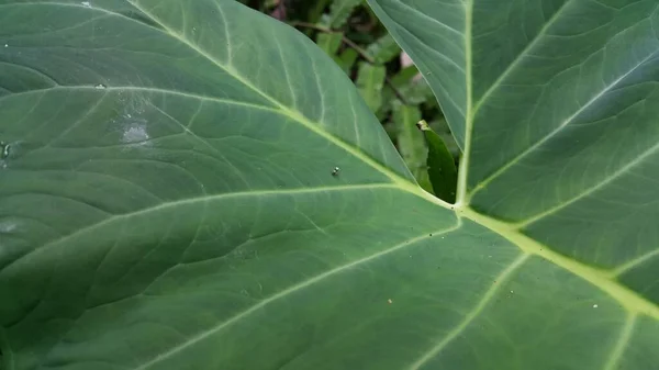 Small Spiders Perched Taro Leaves Photo Shot Forest — Stock Photo, Image