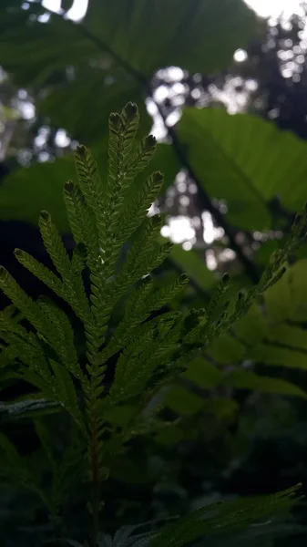 Texturált Növény Hátteret Hagy Fénykép Erdőben Gyönyörű Tapéta — Stock Fotó