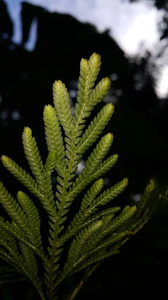 식물은 배경을 남깁니다 숲에서 아름다운 — 스톡 사진