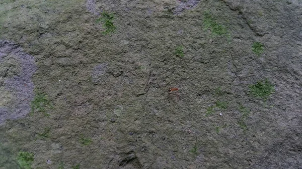 Formigas Tecelãs Rocha Texturizada Foto Tirada Floresta — Fotografia de Stock