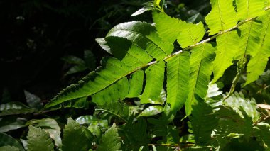 Doğa temalı arka plan ve duvar kağıtları. Dağda fotoğraf çekimi..