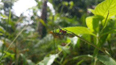 Bir bitkinin üzerinde Armut şekilli Leucauge Spider (Opadometa fastigata) fotoğrafı. Ormanda çekilmiş bir fotoğraf. Böcek hayvanı..