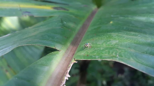 Невеликі Павуки Листках Рослин Фотосесія Лісі — стокове фото