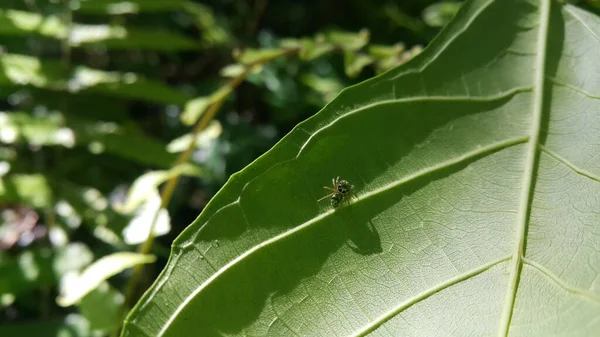 Small Spiders Perch Plant Leaves Photo Shot Forest — Stock Photo, Image