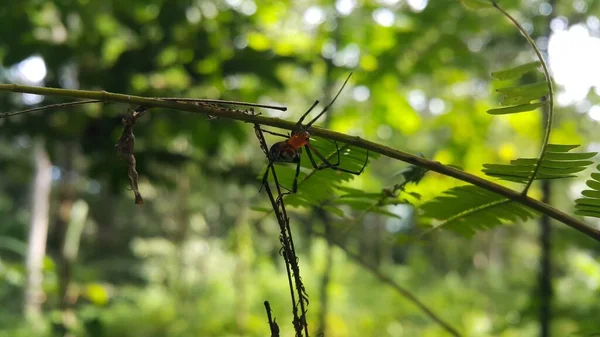Foto Van Peervormige Leucauge Spider Opadometa Fastigata Een Plant Foto — Stockfoto