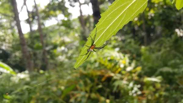 在植物上的梨形Leucauge Spider Opadometa Fastigata 的照片 照片在森林里拍摄 昆虫动物 — 图库照片