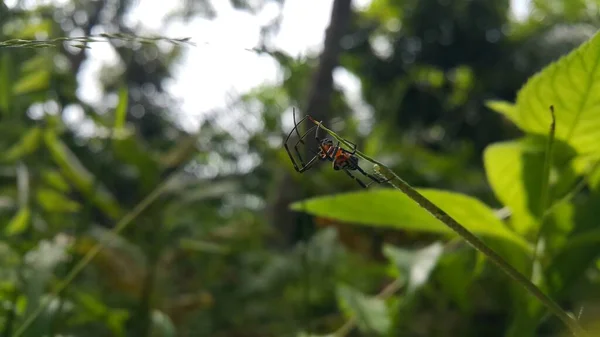 Photo Pear Shaped Leucauge Spider Opadometa Fastigata Plant Photo Shot — Stock Photo, Image