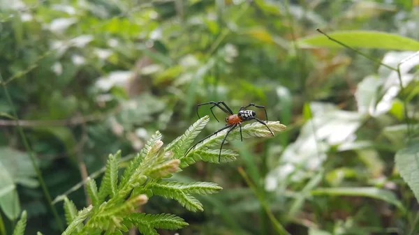 Photo of Pear-shaped Leucauge Spider (Opadometa fastigata) on a plant. Photo shot in the forest. Insect animal.