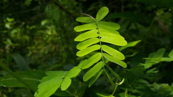 Velmi Svěží Světle Zelené Rostlinné Listy Tapety Velmi Čerstvé Listy — Stock fotografie
