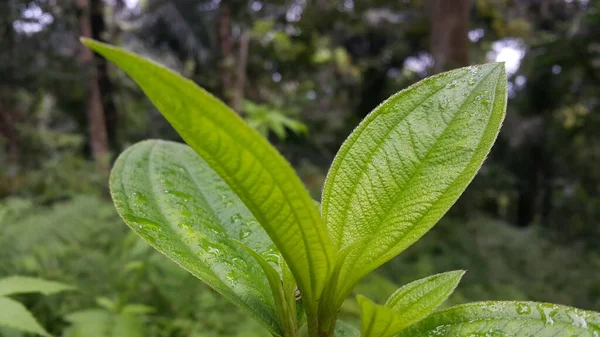 Yaprakların üzerindeki çiy damlaları. Yaprak duvar kağıdı. Ormanda çekilmiş bir fotoğraf..