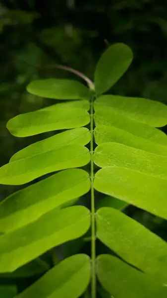 Çok Taze Yeşil Bitki Yaprağı Duvar Kağıdı Ormanda Çekilen Çok — Stok fotoğraf