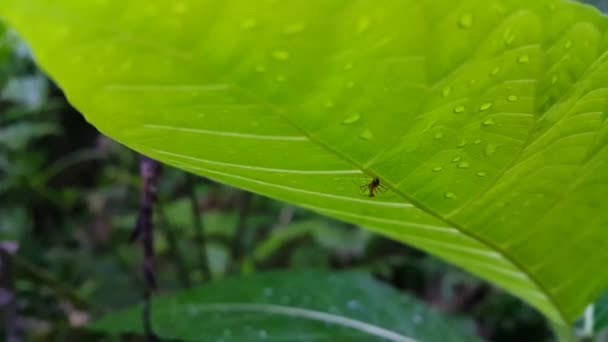 Uma Formiga Tecelã Uma Folha Verde Clara Filmagem Filmada Floresta — Vídeo de Stock