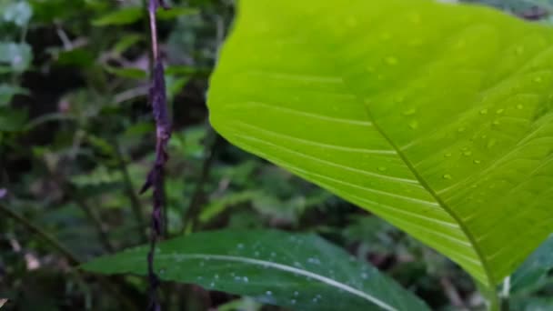 Δροσιά Του Νερού Στα Πράσινα Φύλλα Φυτών Είναι Πολύ Φρέσκια — Αρχείο Βίντεο