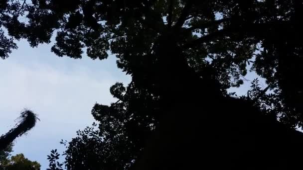 Vista Siluetas Imágenes Tomadas Bosque Filmado Montaña — Vídeos de Stock