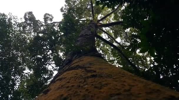 Υφή Κορμού Δέντρου Στο Δάσος Κοντινό Πλάνο Υφής Φλοιού Δέντρου — Αρχείο Βίντεο