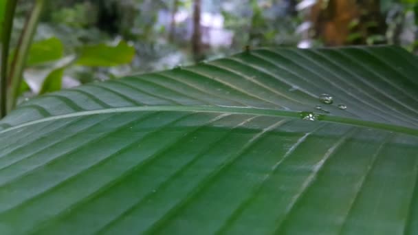Dark Green Banana Leaf Texture Footage Shot Forest — Stock Video