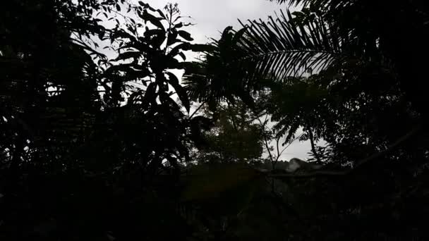 轮廓树的视图 在森林里拍摄的镜头 在山上拍摄的影像 — 图库视频影像