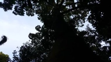 Siluet ağaçlarının manzarası. Ormanda çekilmiş bir fotoğraf. Dağda bir çekim..