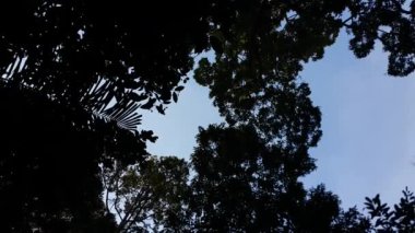 Siluet ağaçlarının manzarası. Ormanda çekilmiş bir fotoğraf. Dağda bir çekim..