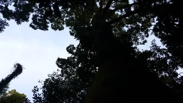 Widok Drzewa Sylwetki Nagranie Zrobione Lesie Nagranie Góry — Wideo stockowe