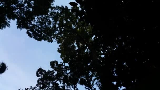 Vue Des Arbres Silhouette Images Prises Dans Forêt Images Tournées — Video