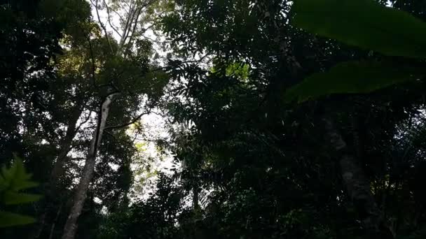 Vista Árvore Filmagem Filmada Floresta — Vídeo de Stock