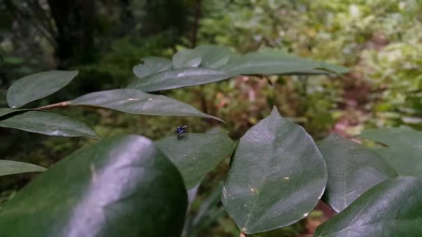 鮮やかな自然の茶色の背景に葉の上にクモの輝かしいシルエット 選択的な焦点 高品質の映像を公開しました 森で撮影された映像 — ストック動画