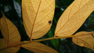 Bulanık kahverengi arka planda, yaprağın üzerindeki örümceğin bulanık silueti. Seçici odaklanma. Yüksek kaliteli görüntüler. Ormanda çekilen görüntüler..