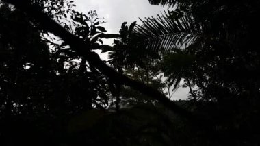 Siluet ağaçlarının manzarası. Ormanda çekilmiş bir fotoğraf. Dağda bir çekim..