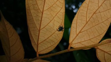 Bulanık kahverengi arka planda, yaprağın üzerindeki örümceğin bulanık silueti. Seçici odaklanma. Yüksek kaliteli görüntüler. Ormanda çekilen görüntüler..